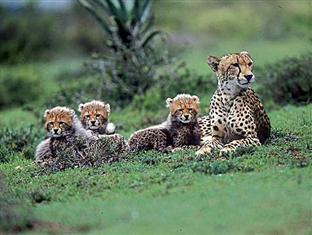 Hillsnek Safari Camp - Amakhala Game Reserve