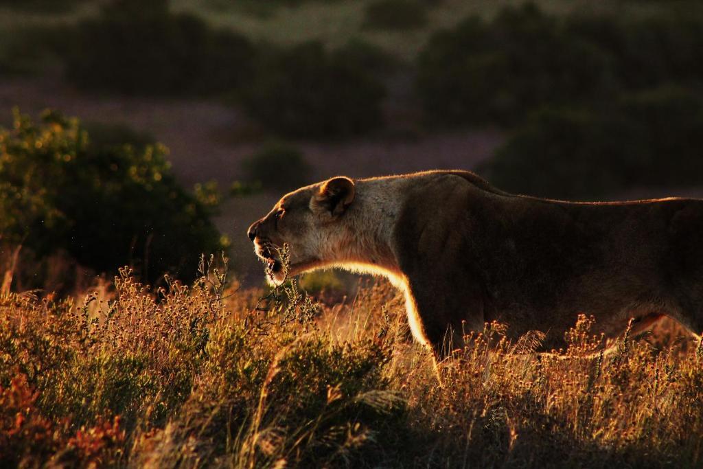 Hillsnek Safari Camp - Amakhala Game Reserve *
