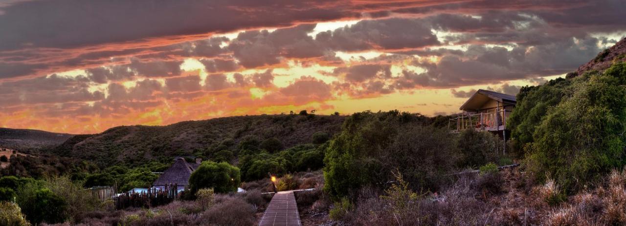 Hillsnek Safari Camp - Amakhala Game Reserve *